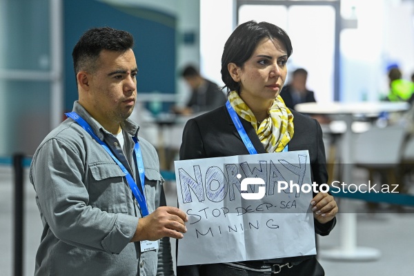 COP29 çərçivəsində keçirilən balinaların məhvinə qarşı aksiya