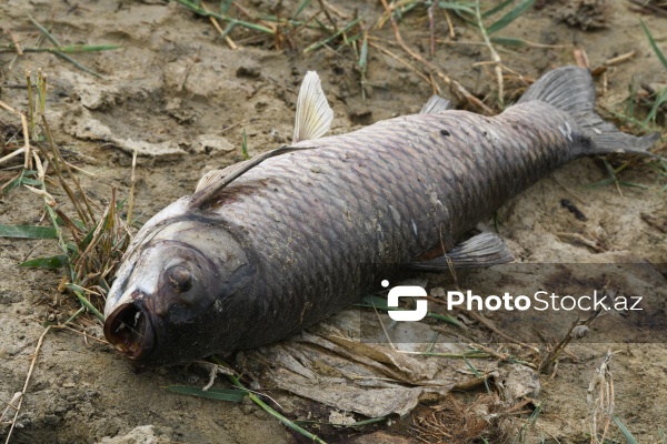 Abşeron rayonu Məhəmmədi kəndində yerləşən göldə balıqlar tələf olub