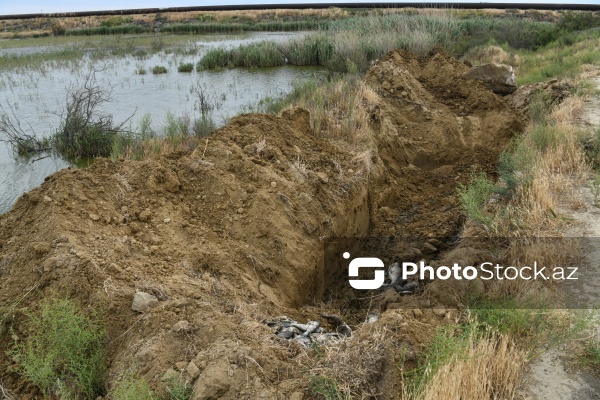 Abşeron rayonu Məhəmmədi kəndində yerləşən göldə balıqlar tələf olub