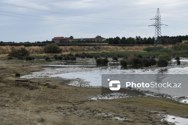 Abşeron rayonu Məhəmmədi kəndində yerləşən göldə balıqlar tələf olub