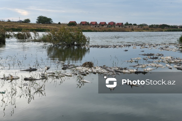 Abşeron rayonu Məhəmmədi kəndində yerləşən göldə balıqlar tələf olub