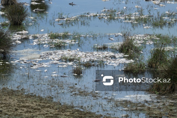 Abşeron rayonu Məhəmmədi kəndində yerləşən göldə balıqlar tələf olub