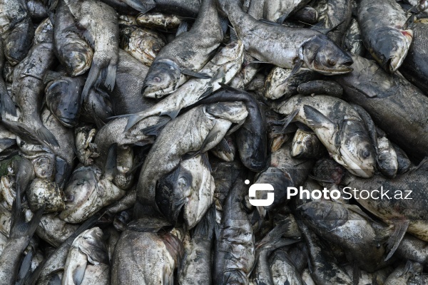 Abşeron rayonu Məhəmmədi kəndində yerləşən göldə balıqlar tələf olub