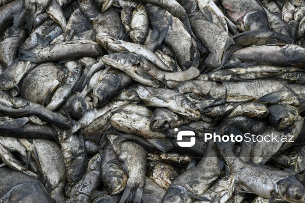 Abşeron rayonu Məhəmmədi kəndində yerləşən göldə balıqlar tələf olub