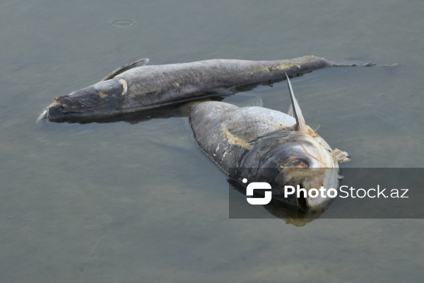 Abşeron rayonu Məhəmmədi kəndində yerləşən göldə balıqlar tələf olub