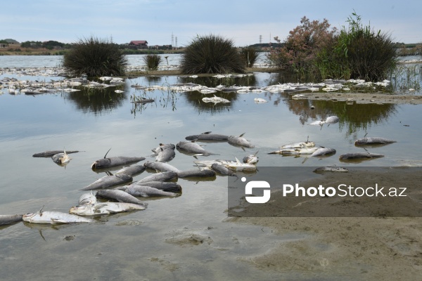 Abşeron rayonu Məhəmmədi kəndində yerləşən göldə balıqlar tələf olub