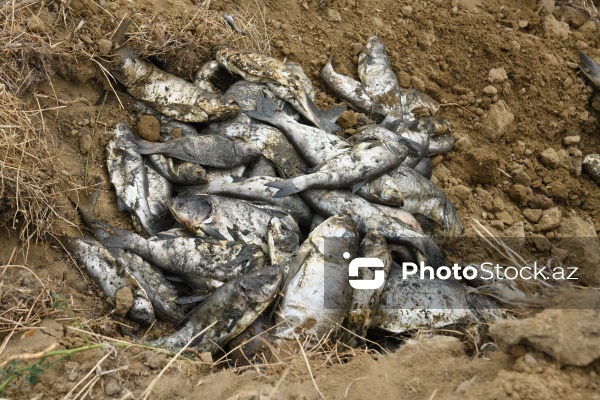 Abşeron rayonu Məhəmmədi kəndində yerləşən göldə balıqlar tələf olub