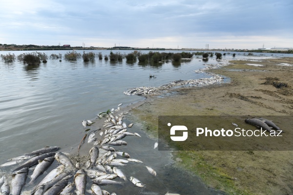 Abşeron rayonu Məhəmmədi kəndində yerləşən göldə balıqlar tələf olub