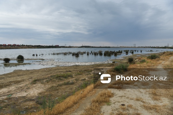 Abşeron rayonu Məhəmmədi kəndində yerləşən göldə balıqlar tələf olub