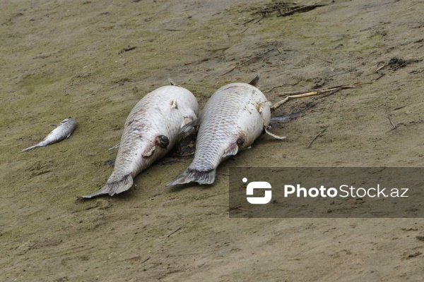 Abşeron rayonu Məhəmmədi kəndində yerləşən göldə balıqlar tələf olub
