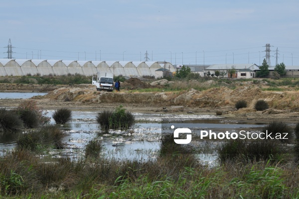 Abşeron rayonu Məhəmmədi kəndində yerləşən göldə balıqlar tələf olub