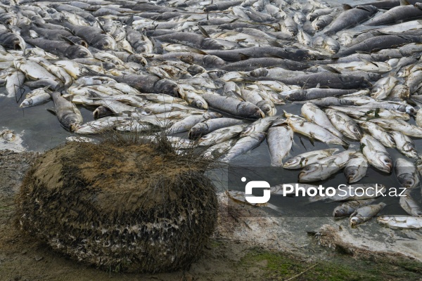 Abşeron rayonu Məhəmmədi kəndində yerləşən göldə balıqlar tələf olub