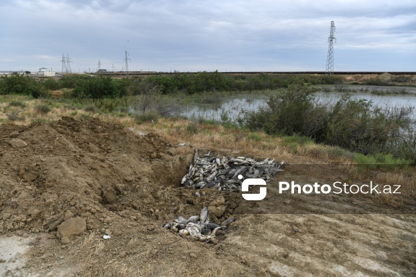 Abşeron rayonu Məhəmmədi kəndində yerləşən göldə balıqlar tələf olub