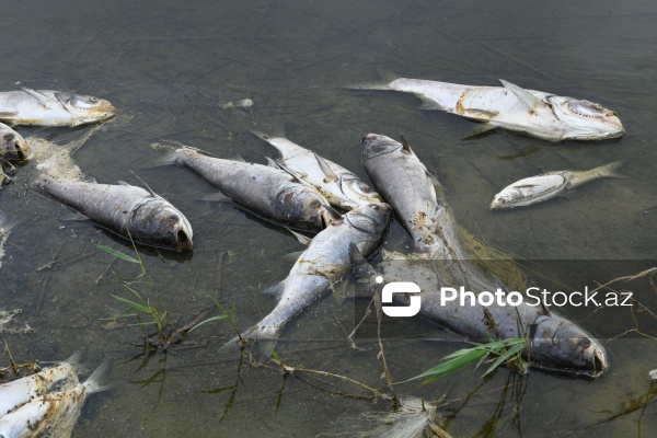 Abşeron rayonu Məhəmmədi kəndində yerləşən göldə balıqlar tələf olub
