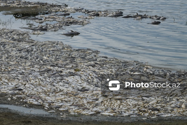 Abşeron rayonu Məhəmmədi kəndində yerləşən göldə balıqlar tələf olub