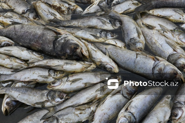 Abşeron rayonu Məhəmmədi kəndində yerləşən göldə balıqlar tələf olub