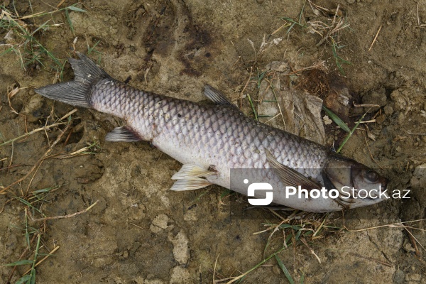 Abşeron rayonu Məhəmmədi kəndində yerləşən göldə balıqlar tələf olub
