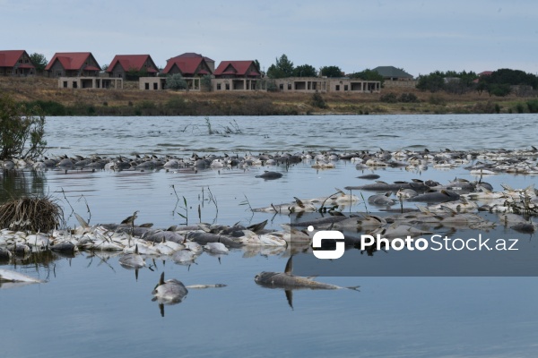 Abşeron rayonu Məhəmmədi kəndində yerləşən göldə balıqlar tələf olub