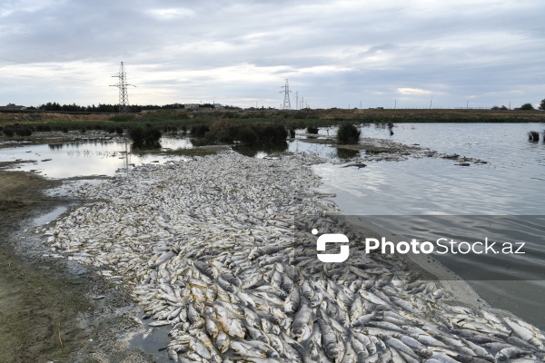 Abşeron rayonu Məhəmmədi kəndində yerləşən göldə balıqlar tələf olub