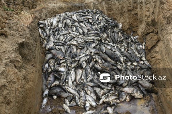 Abşeron rayonu Məhəmmədi kəndində yerləşən göldə balıqlar tələf olub