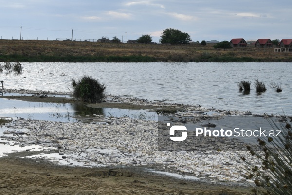 Abşeron rayonu Məhəmmədi kəndində yerləşən göldə balıqlar tələf olub