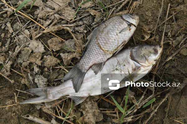 Abşeron rayonu Məhəmmədi kəndində yerləşən göldə balıqlar tələf olub