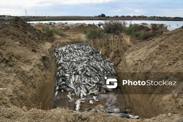 Abşeron rayonu Məhəmmədi kəndində yerləşən göldə balıqlar tələf olub