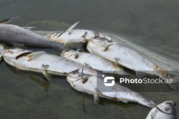 Abşeron rayonu Məhəmmədi kəndində yerləşən göldə balıqlar tələf olub