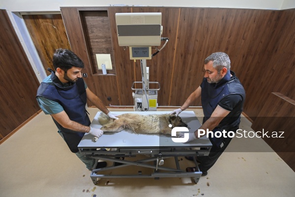 Kənd Təsərrüfatı Nazirliyi Baytarlıq Elmi Tədqiqat İnstutunun Baytarlıq Klinikası