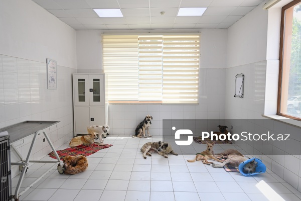Kənd Təsərrüfatı Nazirliyi Baytarlıq Elmi Tədqiqat İnstutunun Baytarlıq Klinikası