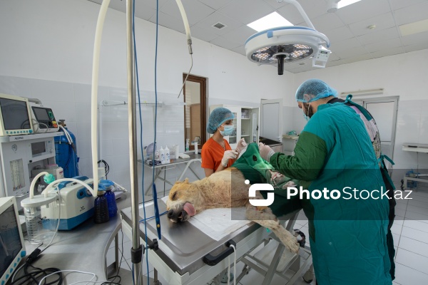 Kənd Təsərrüfatı Nazirliyi Baytarlıq Elmi Tədqiqat İnstutunun Baytarlıq Klinikası