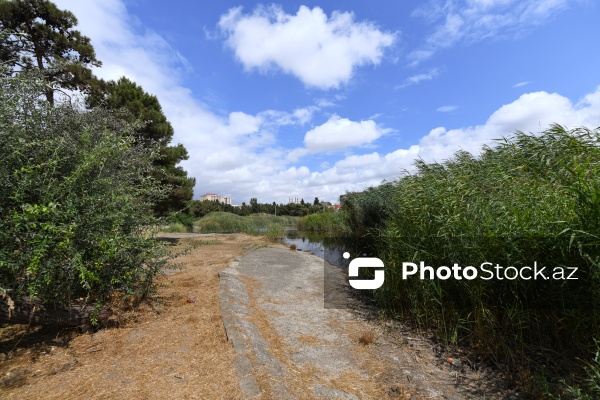 Binəqədi rayonunda yerləşən 8 hektarlıq baxımsız park