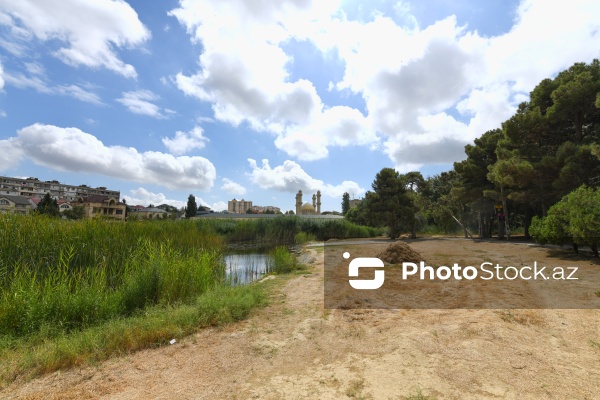 Binəqədi rayonunda yerləşən 8 hektarlıq baxımsız park