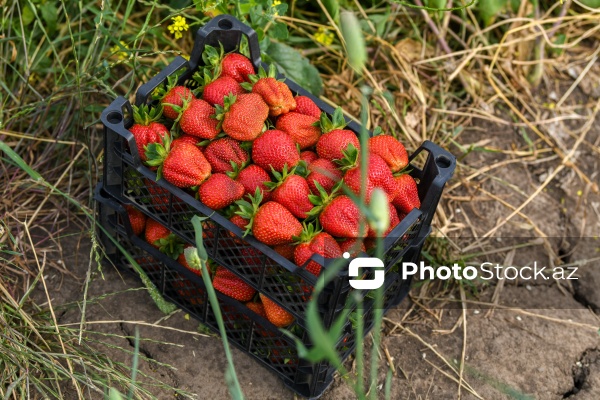 Cəlilabad rayonunda çiyələk yığımı