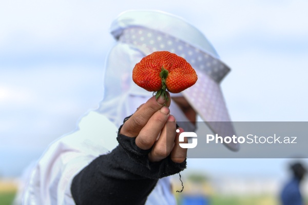 Cəlilabad rayonunda çiyələk yığımı