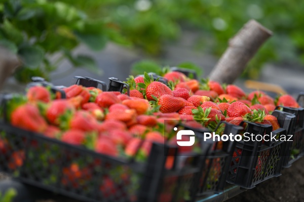 Cəlilabad rayonunda çiyələk yığımı