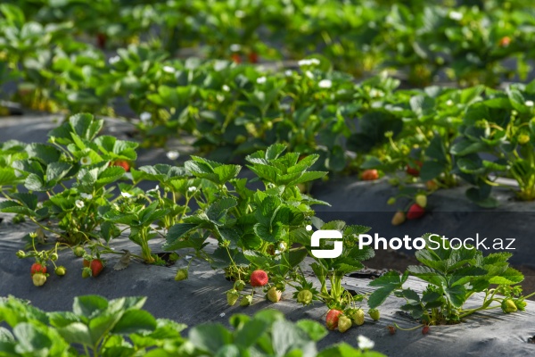 Cəlilabad rayonunda çiyələk yığımı