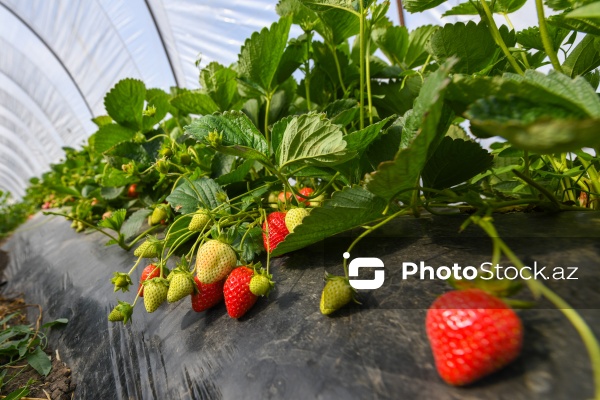 Cəlilabad rayonunda çiyələk yığımı