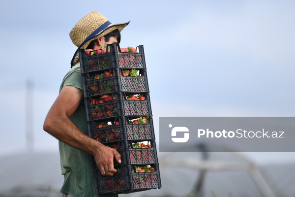 Cəlilabad rayonunda çiyələk yığımı