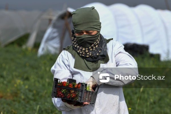 Cəlilabad rayonunda çiyələk yığımı