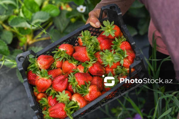 Cəlilabad rayonunda çiyələk yığımı