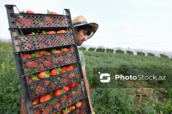 Cəlilabad rayonunda çiyələk yığımı