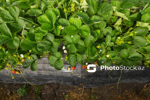 Cəlilabad rayonunda çiyələk yığımı