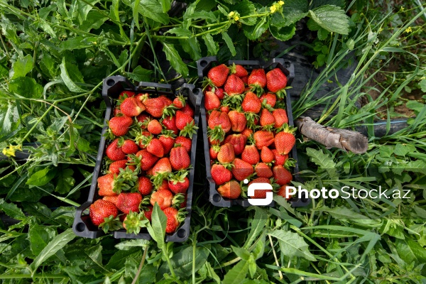 Cəlilabad rayonunda çiyələk yığımı