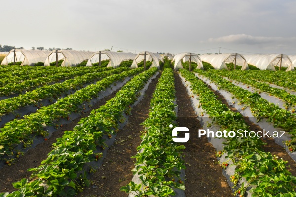 Cəlilabad rayonunda çiyələk yığımı