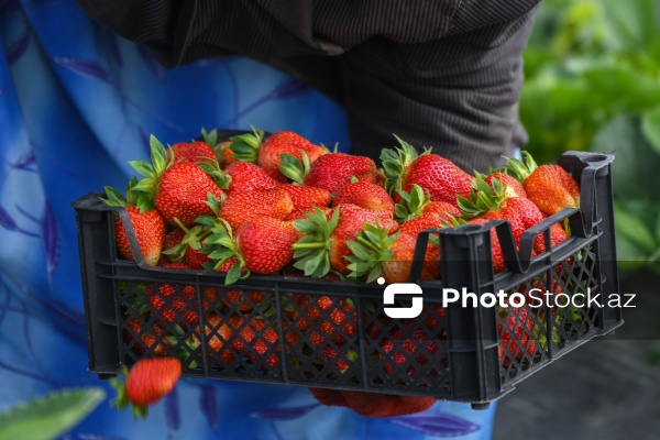 Cəlilabad rayonunda çiyələk yığımı