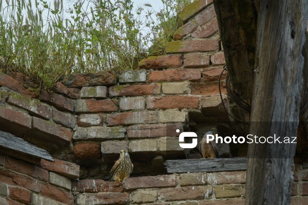 Cəlilabad rayonunun Günəşli kəndində yerləşən pravoslav kilsəsi