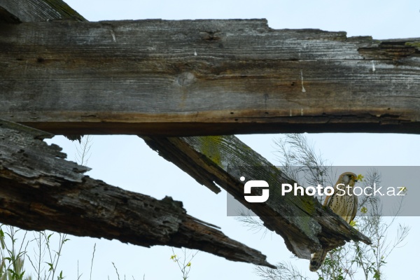 Cəlilabad rayonunun Günəşli kəndində yerləşən pravoslav kilsəsi