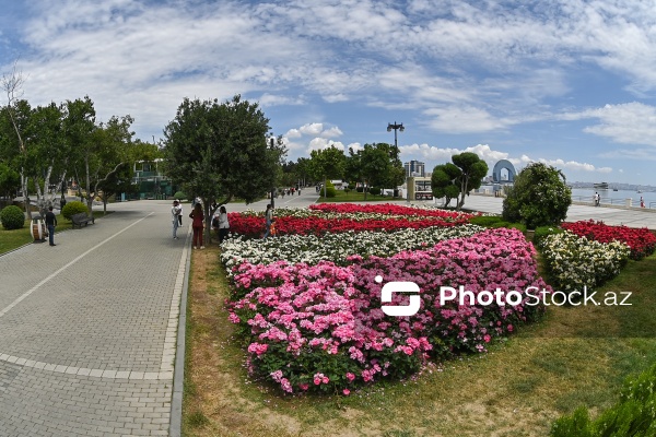 Dənizkənarı Milli Parkın qızılgül mənzərəsi