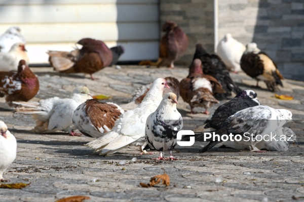 Dövlət Turizm Agentliyinin Şəki şəhərinə təşkil etdiyi mediatur